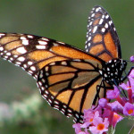 monarch-2